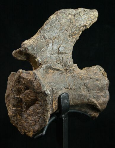 Diplodocus Caudal Vertebra - Dana Quarry #10153